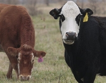 Farm Scene Cow Tax